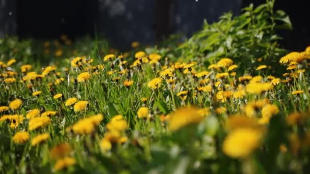 Kamera bewegt sich vorwärts durch gelbe Löwenzahnblüten und frisches frühlingshaftes Gras auf hübscher Wiese. Löwenzahnpflanze mit medizinischer Wirkung. Sommerkonzept. Niedrigwinkel-Stempel stetiger Schuss. — Stockvideo