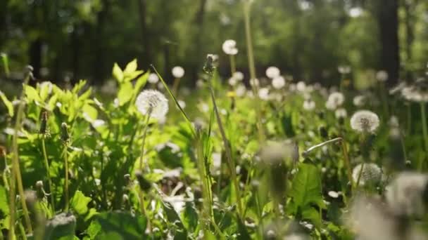 Camera moving forward through white dandelion flowers and fresh spring green grass on pretty meadow. Dandelion plant with medicinal effect. Summer concept. Low angle dolly steady shot in slow motion. — Stock video