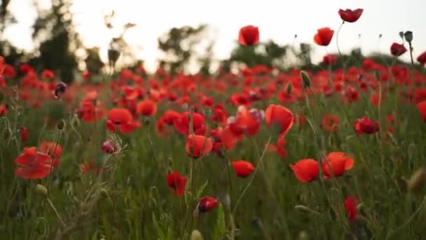 Camera moves between the flowers of red poppies. Poppy as a remembrance symbol and commemoration of the victims of World War. Flying over a flowering opium field on sunset. Slow motion forward moving. — Vídeo de Stock