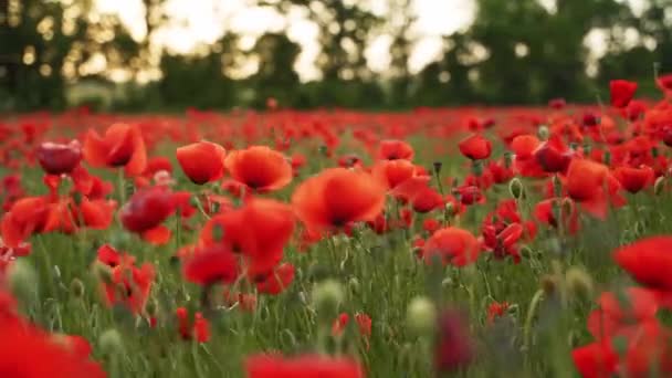 카메라는 빨간 양귀비의 꽃들 사이를 이동 합니다. 파피는 세계 대전의 희생자들을 추모하고 기념하는 상징으로 사용되었다. 노을에 꽃피는 아편 밭 상공을 날고 있다. 오른쪽으로 느린 동작. — 비디오