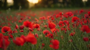 Kamera kırmızı gelincik çiçekleri arasında hareket ediyor. Poppy, Dünya Savaşı kurbanlarının anısına bir sembol olarak. Gün batımında çiçek açan afyon tarlasının üzerinde uçmak. Yavaş çekim.