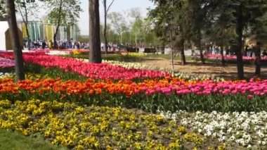 28 Nisan 2019 - Mariupol, Ukrayna. Şehir parkında renkli laleler ve canlı renkler yeşeriyor. İlkbaharda botanik bahçesinde lale çiçeği festivali. Çiçek yatağı.