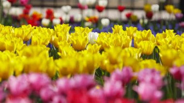 Field of colorful red pink and yellow tulips of different varieties and vibrant colors blooming in city park. Tulip blossom festival in the botanical garden in springtime. Flower bed.