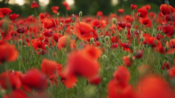 Camera moves between the flowers of red poppies. Poppy as a remembrance symbol and commemoration of the victims of World War. Flying over a flowering opium field on sunset. Slow motion to the left. — Vídeos de Stock