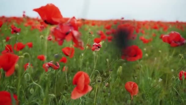 赤いケシの花の間をカメラが動きます。第二次世界大戦の犠牲者の追悼のシンボルと記念碑としてポピー。日没の開花アヘン畑を飛んでいます。前方スローモーション. — ストック動画