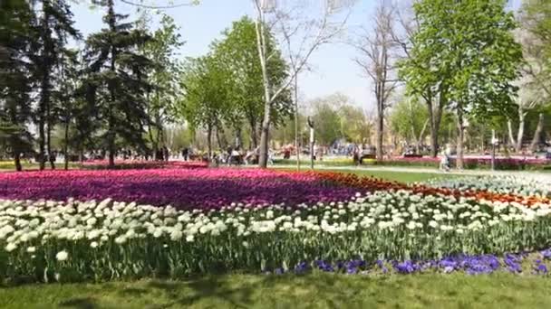 28 de abril de 2019 Mariupol, Ucrania. Campo de tulipanes coloridos de diferentes variedades y colores vibrantes que florecen en el parque de la ciudad. Fiesta de la flor de tulipán en el jardín botánico en primavera. Cama de flores. — Vídeo de stock
