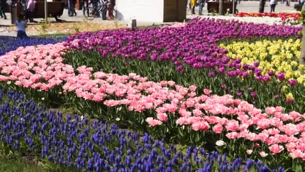 28. dubna 2019 - Mariupol, Ukrajina. Pole barevných tulipánů různých odrůd a zářivých barev kvetoucích v městském parku. Festival tulipánů v botanické zahradě na jaře. Květinová postel. — Stock video