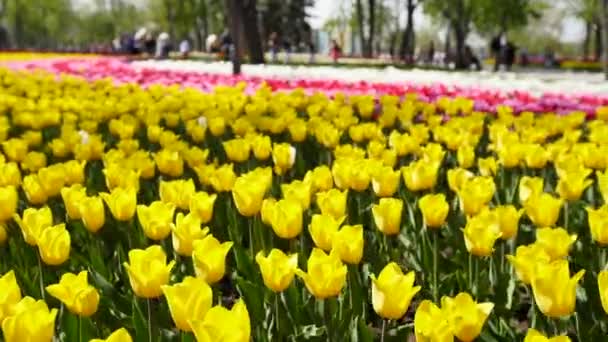 Pole barevných žlutých tulipánů různých odrůd a zářivých barev kvetoucích v městském parku. Festival tulipánů v botanické zahradě na jaře. Květinová postel. — Stock video
