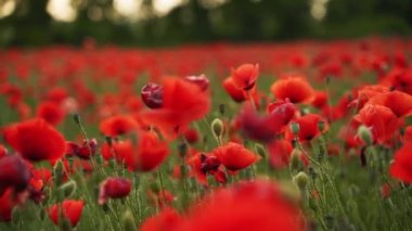 Kamera kırmızı gelincik çiçekleri arasında hareket ediyor. Gün batımında çiçek açan afyon tarlasının üzerinde uçmak. Poppy bir hatıra sembolü ve bir dünya savaşı kurbanlarının anısı olarak. Yavaş çekim.