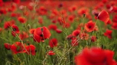 Kamera kırmızı gelincik çiçekleri arasında hareket ediyor. Gün batımında çiçek açan afyon tarlasının üzerinde uçmak. Poppy bir hatıra sembolü ve bir dünya savaşı kurbanlarının anısı..