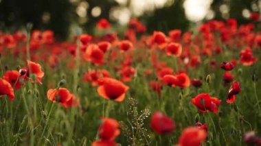 Kamera kırmızı gelincik çiçekleri arasında hareket ediyor. Gün batımında çiçek açan afyon tarlasının üzerinde uçmak. Poppy bir hatıra sembolü ve bir dünya savaşı kurbanlarının anısı..