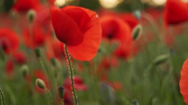 Kamera kırmızı gelincik çiçekleri arasında hareket ediyor. Gün batımında çiçek açan afyon tarlasının üzerinde uçmak. Poppy bir hatıra sembolü ve bir dünya savaşı kurbanlarının anısı..