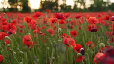 Kamera kırmızı gelincik çiçekleri arasında hareket ediyor. Gün batımında çiçek açan afyon tarlasının üzerinde uçmak. Poppy bir hatıra sembolü ve bir dünya savaşı kurbanlarının anısı..