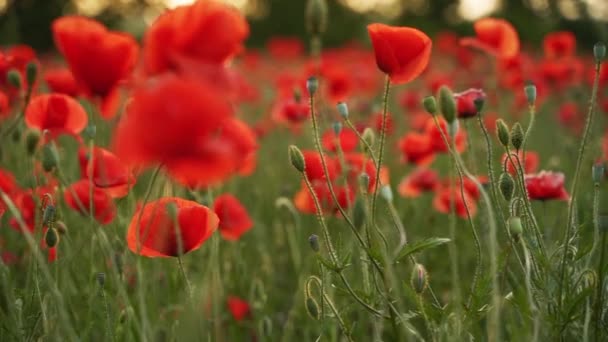 Camera Moves Flowers Red Poppies Flying Flowering Opium Field Sunset — Wideo stockowe