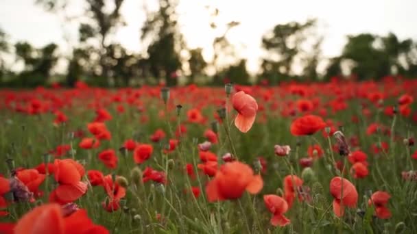 Camera Moves Flowers Red Poppies Flying Flowering Opium Field Sunset — Vídeo de Stock