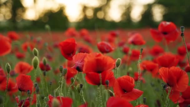 Camera Moves Flowers Red Poppies Flying Flowering Opium Field Sunset — Video
