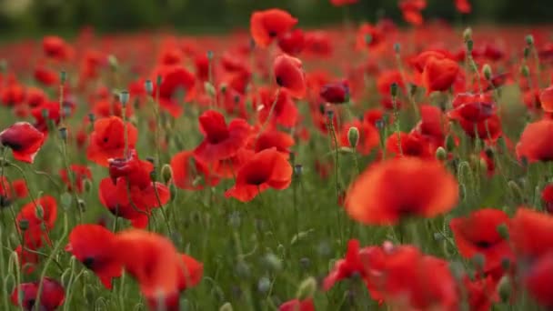 Camera Moves Flowers Red Poppies Flying Flowering Opium Field Sunset — Vídeo de Stock