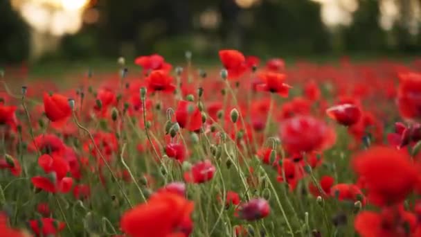 Camera Moves Flowers Red Poppies Flying Flowering Opium Field Sunset — Stockvideo