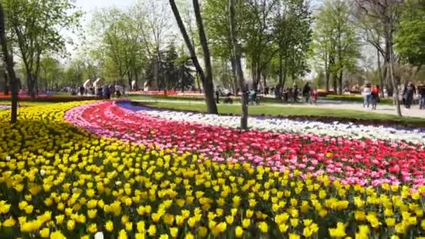 Campo Tulipas Coloridas Diferentes Variedades Cores Vibrantes Florescendo Parque Cidade — Vídeo de Stock