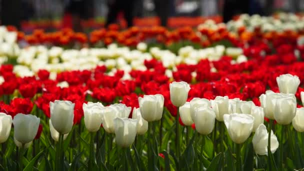 Pole Barevných Tulipánů Různých Odrůd Zářivých Barev Kvetoucích Městském Parku — Stock video