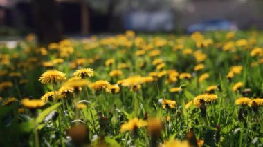 Camera moving forward above yellow dandelion flowers and fresh spring green grass on pretty meadow. Dandelion plant with medicinal effect. Summer concept. Low angle dolly steady shot.