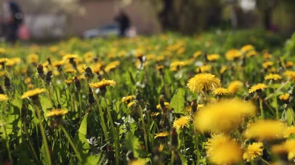 Camera Moving Forward Yellow Dandelion Flowers Fresh Spring Green Grass — Stock video