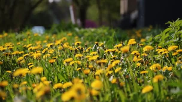 Camera Moving Forward Yellow Dandelion Flowers Fresh Spring Green Grass — Vídeos de Stock