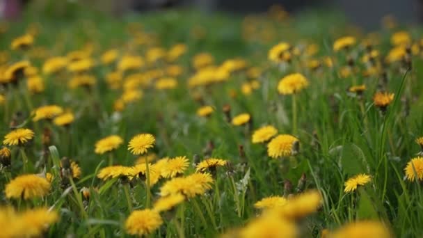 Камера Рухається Вперед Над Жовтими Квітами Кульбаби Свіжою Весняно Зеленою — стокове відео