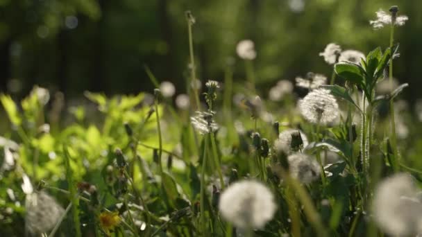 相机在美丽的草地上穿过白色的蒲公英花和新鲜的春天青草向前移动 具有药效的蒲公英植物 夏天的概念 低角度玩具娃娃稳定射击 慢动作 — 图库视频影像