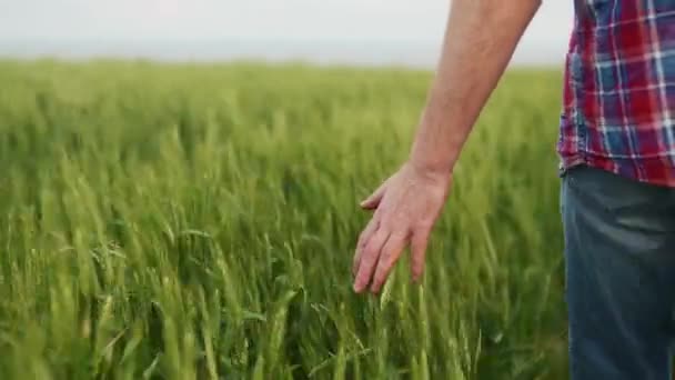 Boer Hand Aanraken Rijpende Tarwe Oren Groene Korrel Veld Agronomist — Stockvideo