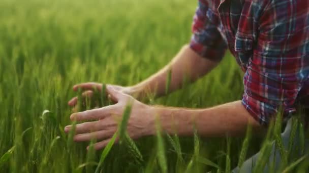 畑に座っている緑の熟成小麦の耳を調べる農学者 手に栽培小麦ライ麦の束を保持農家 農業に従事する男 有機農業の概念 — ストック動画