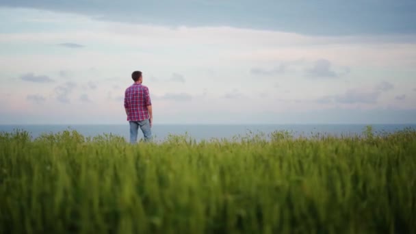 Ukrajinský Zemědělec Stojící Zeleném Žitném Poli Zralými Pšeničnými Ušima Agronomista — Stock video