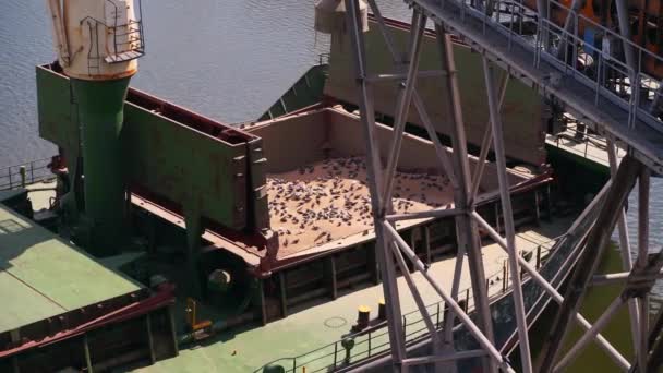 Πολλά Περιστέρια Κάθονται Μεγάλα Εμπορευματοκιβώτια Πλοίων Έναν Ανελκυστήρα Θαλάσσιων Σιτηρών — Αρχείο Βίντεο