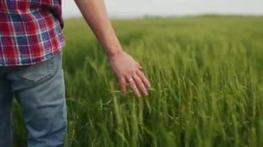 Çiftçi el yeşil tahıl tarlasında olgunlaşan buğday kulaklarına dokunuyor. Agronomist adam yeşil çavdar tarlasında yürüyor. Tarım, hasat, organik tarım ve dünya açlık krizi kavramı.