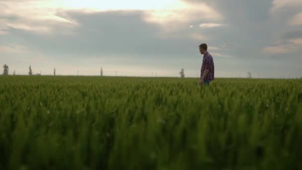 農家のシルエットはライ麦畑を歩き 手で熟す小麦の耳に触れます 農業者の男は風光明媚な空と穀物畑を通って行く 食糧供給の概念 — ストック動画