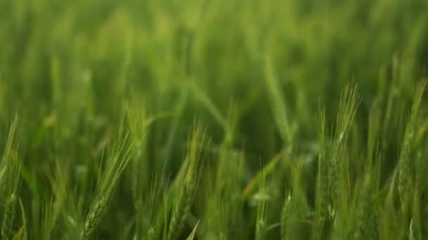 Agronomo Esaminando Spighe Grano Maturazione Verde Sedute Campo Agricolo Contadino — Video Stock