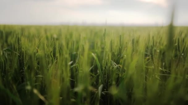 Campo Trigo Verde Espigas Trigo Balanceándose Viento Suave Campo Granjas — Vídeo de stock