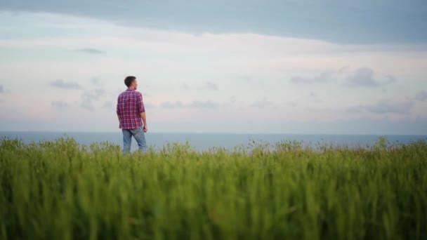 Ukrajinský Zemědělec Stojící Zeleném Žitném Poli Zralými Pšeničnými Ušima Agronomista — Stock video