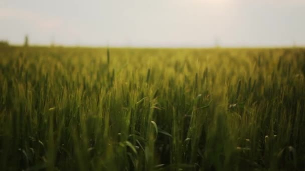 Yeşil Buğday Tarlası Hafif Rüzgardan Sarkan Buğday Kulakları Olgunlaşmamış Tahıl — Stok video