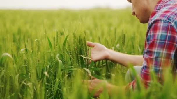 畑に座っている緑の熟成小麦の耳を調べる農学者 手に栽培小麦ライ麦の束を保持農家 農業に従事する男 有機農業の概念 — ストック動画