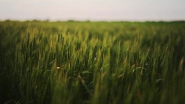 Yeşil buğday tarlası, hafif rüzgardan sarkan buğday kulakları. Olgunlaşmamış tahıl tarlası. Zengin hasat olgunlaşma ve tarım temalı konsept. Dünya Açlık Krizi.