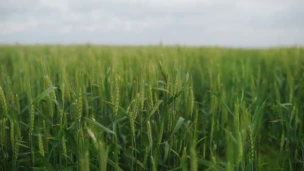 Grünes Weizenfeld Von Sanftem Wind Schwankende Ähren Unreifes Getreidefeld Reife — Stockvideo