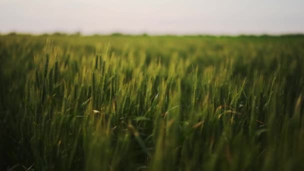 Green Wheat Field Ears Wheat Swaying Gentle Wind Unripe Grain — Stock Video