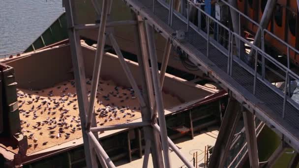 在海港的海上谷物电梯里 许多鸽子坐在大船的货物集装箱上 鸽子吃小麦种子 粮食装运问题 农业收获商品的运输 — 图库视频影像