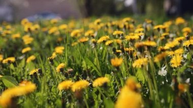 Sarı karahindiba çiçeklerinin ve taze yeşil çimlerin üzerinde ilerleyen bir kamera. Tıbbi etkisi olan karahindiba bitkisi. Yaz kavramı. Düşük açılı dolly sabit çekim.