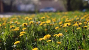 Camera moving forward above yellow dandelion flowers and fresh spring green grass on pretty meadow. Dandelion plant with medicinal effect. Summer concept. Low angle dolly steady shot.