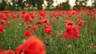 Kamera kırmızı gelincik çiçekleri arasında hareket ediyor. Gün batımında çiçek açan afyon tarlasının üzerinde uçmak. Poppy bir hatıra sembolü ve bir dünya savaşı kurbanlarının anısı olarak. Yavaş çekim.