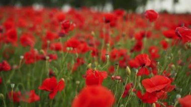 Kamera kırmızı gelincik çiçekleri arasında hareket ediyor. Gün batımında çiçek açan afyon tarlasının üzerinde uçmak. Poppy bir hatıra sembolü ve bir dünya savaşı kurbanlarının anısı olarak. Yavaş çekim.