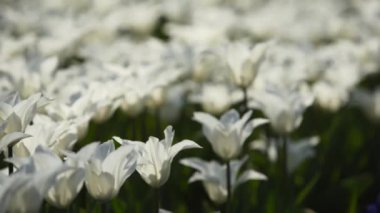 Şehir parkında renkli laleler ve canlı renkler yeşeriyor. İlkbaharda botanik bahçesinde lale çiçeği festivali. Çiçek yatağı.