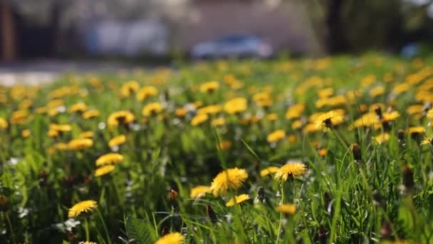 Camera Moving Forward Yellow Dandelion Flowers Fresh Spring Green Grass — Video